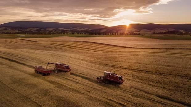 Harvest time at Auld Farm Distillery.